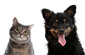 Cute dog and cat on white background. Lovely pets