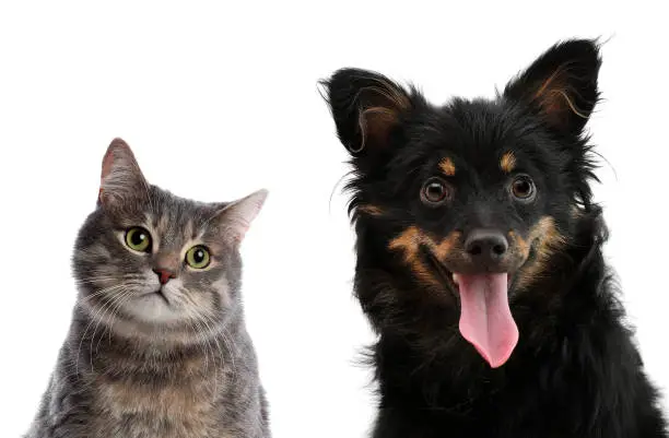 Photo of Cute dog and cat on white background. Lovely pets
