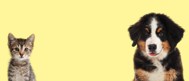 istock Cute dog and cat on yellow background, space for text. Banner design 1464461649