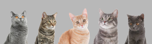 istock Cute fluffy cats on light grey background. Banner design 1464461783