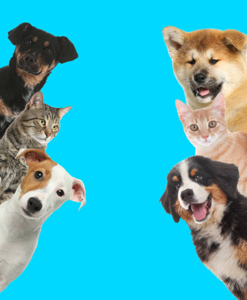 istock Cute funny cats and dogs on turquoise background. Space for text 1464461933