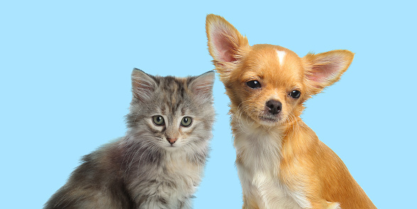 Cute dog and cat on turquoise background, banner design. Lovely pets