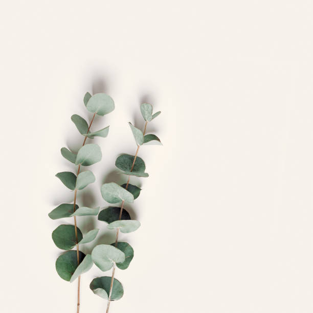 istock Green eucalyptus branches on beige background. Minimal aesthetic flat lay, spa wellness concept, top view green leaves of fresh plant eucalyptus, copy space, botanical nature fon 1464462501