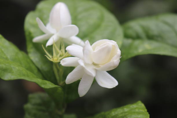 istock It is common for students to give flowers to their teachers 1464462503