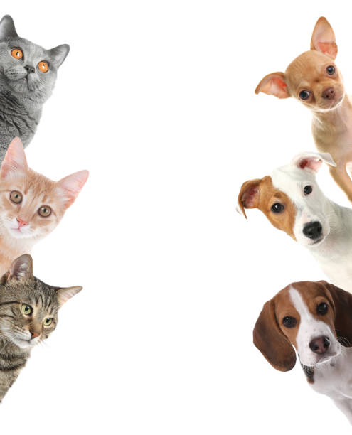Cute funny cats and dogs on white background