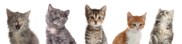 istock Cute little kittens on white background. Banner design 1464462626