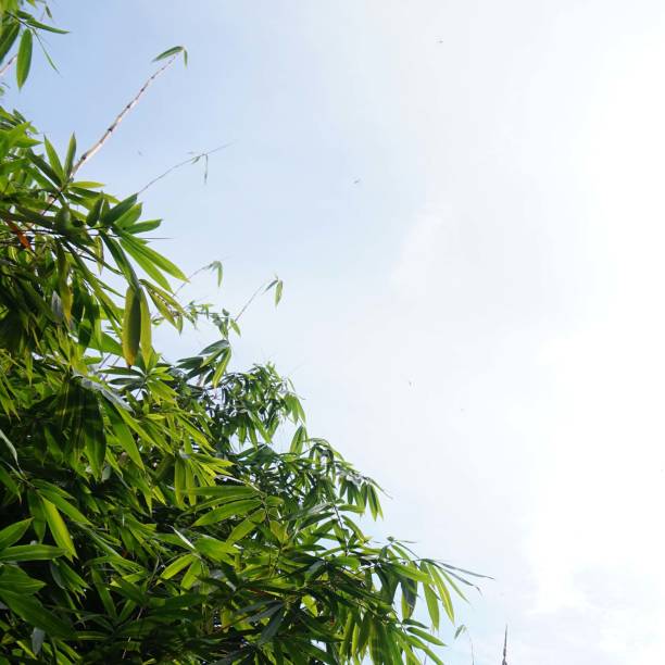 Green bamboo leaves under a clear blue sky