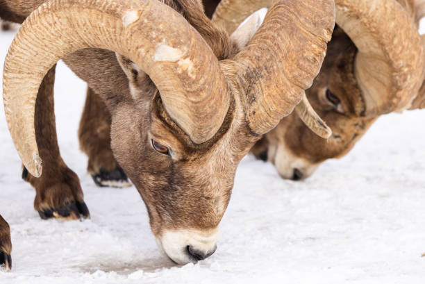 冬の雪の中のワイオミングオオツノヒツジ - bighorn sheep ram sheep winter ストックフォトと画像