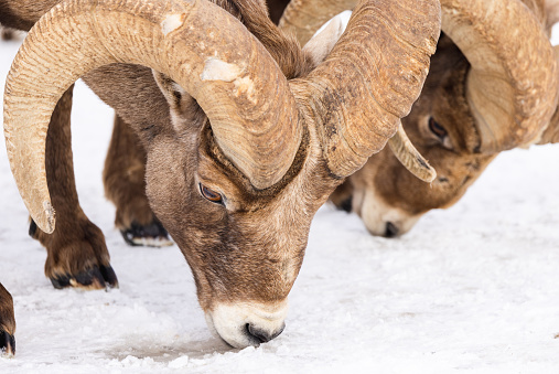 families of bighorn sheep grazing and showing mating behavior in the winter in western america