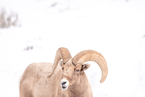 families of bighorn sheep grazing and showing mating behavior in the winter in western america