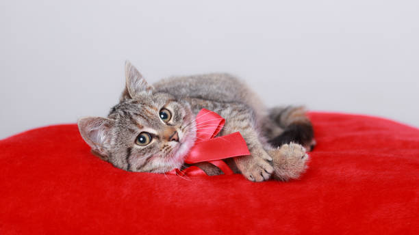istock Cat looks away. Valentine's Day. Kitten with red bow rests on a red pillow. Cat gift. Web banner copy space. Valentine's day. Postcard. Greeting card. Happy birthday. Pet. Empty space for text. 1464466227