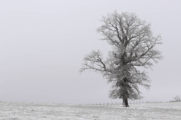 istock in a snowy meadow, an isolated tree 1464468007