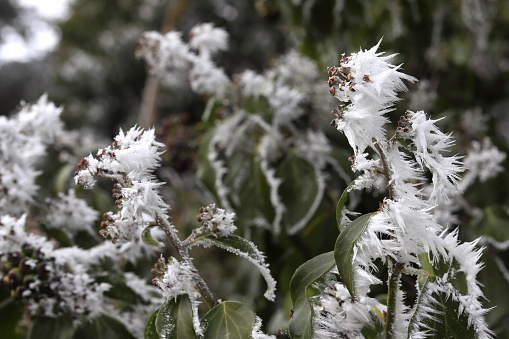 a thick layer of frost covers the leaves of  plants in winter