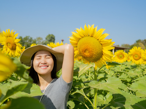 Young woman, Asian, smiling face Wearing a gray t-shirt, wearing a hat, surrounded by yellow sunflowers in full bloom, in a flower garden, traveling on holiday