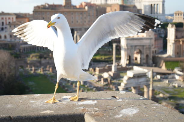 istock Seagull spreading wings in front of Forum Romanum 1464472632