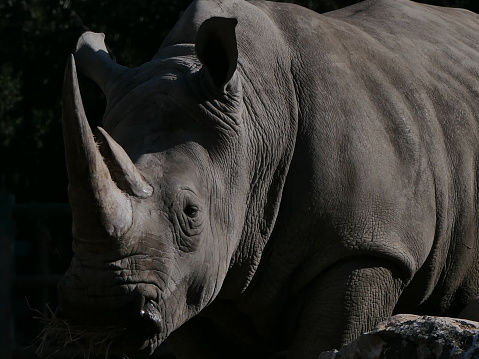 White rhino : Montpellier Zoo, Lunaret Park