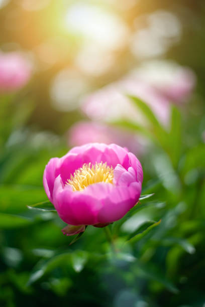 Peonies in nature in the sunlight