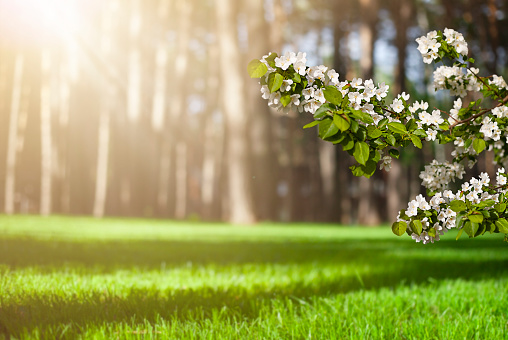 branches of a blossoming apple tree against the backdrop of a clearing in the forest