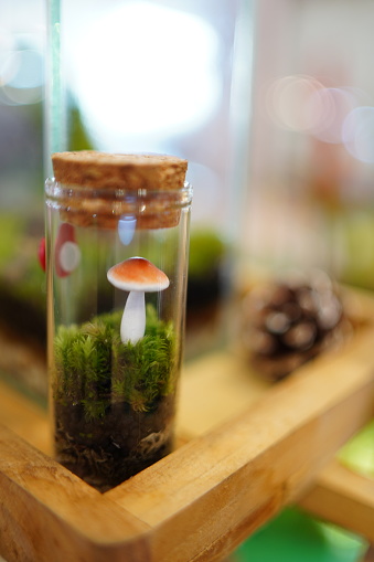 Beauty terrarium decoration by little acessory and Mushroom in small bottle