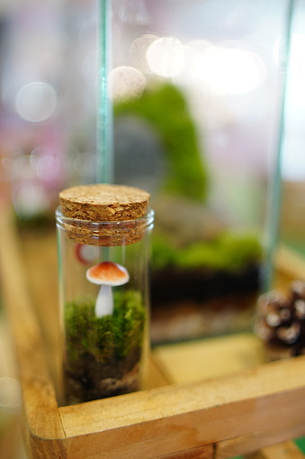 Beauty terrarium decoration by little acessory and Mushroom in small bottle