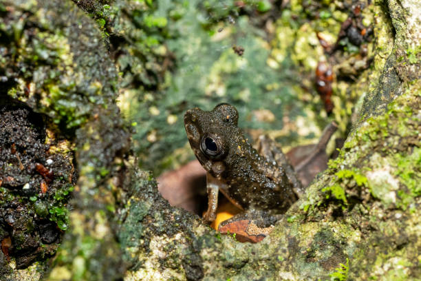 istock Gephyromantis corvus or guibemantis genus, Tsingy de Bemaraha, Madagascar wildlife 1464482436