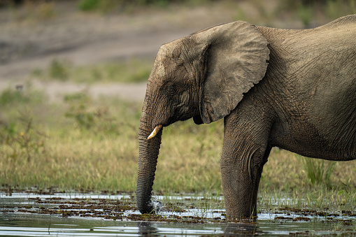 Close-up of African elephant drinking from river