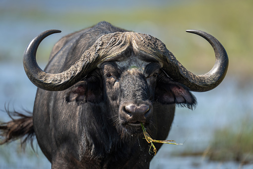 Close-up of Cape buffalo standing chewing grass