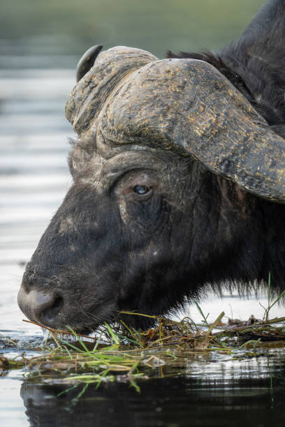 istock Close-up of Cape buffalo feeding in river 1464483755