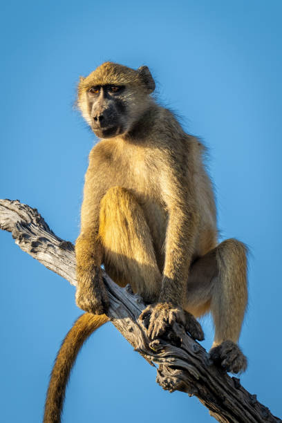 istock Close-up of chacma baboon sitting on branch 1464483806