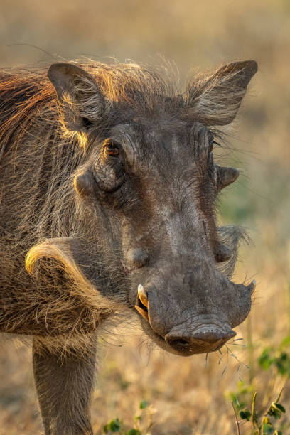 nahaufnahme des gewöhnlichen warzenschweins stehend und beobachtet die kamera - warzenschwein stock-fotos und bilder