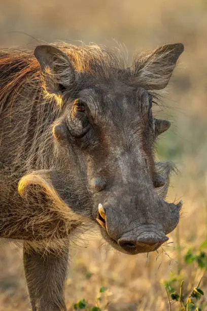 Close-up of common warthog standing watching camera