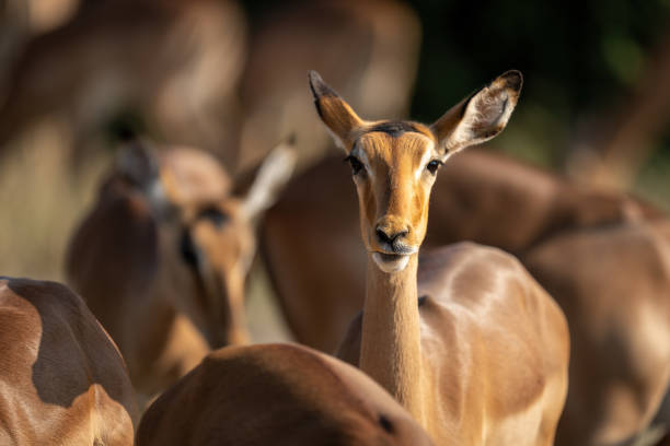 istock Close-up of common impala facing towards camera 1464483814