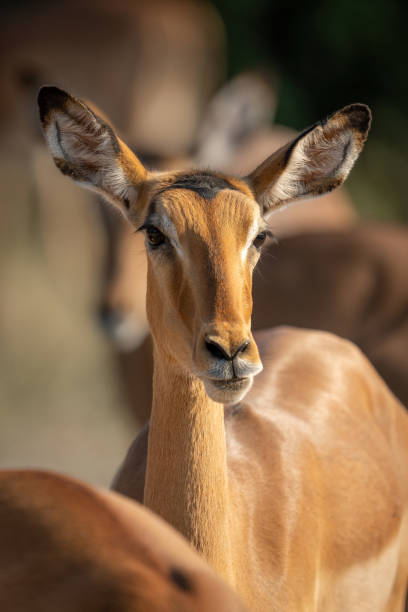 istock Close-up of female common impala facing lens 1464483830
