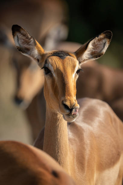 istock Close-up of female common impala licking lips 1464483869