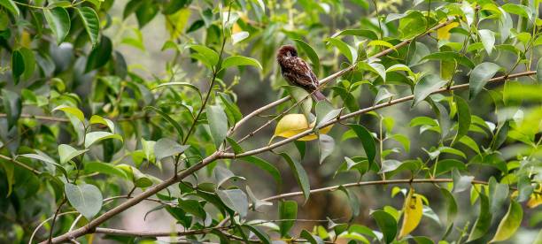 istock small bird sitting in an electtric wire with its head turned inside 1464484027