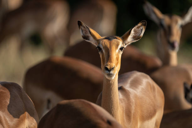 istock Close-up of female common impala regarding camera 1464484040