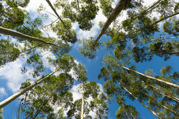 ユーカリの森林再生、成木を産業や土木建設で使用できるようになった - eucalyptus wood ストックフォトと画像