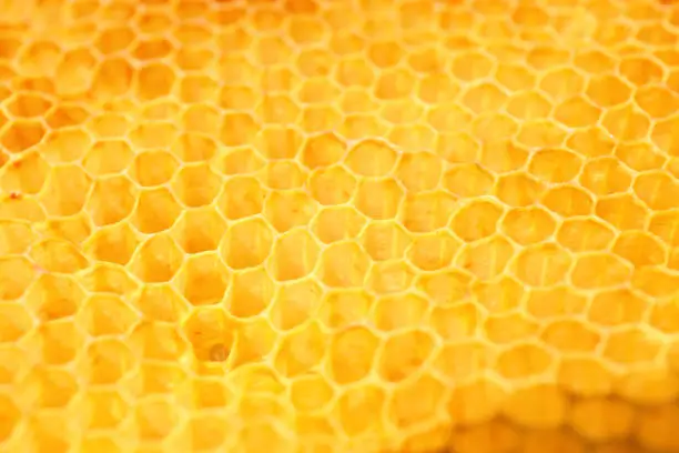 Texture of empty honeycomb as background, closeup view
