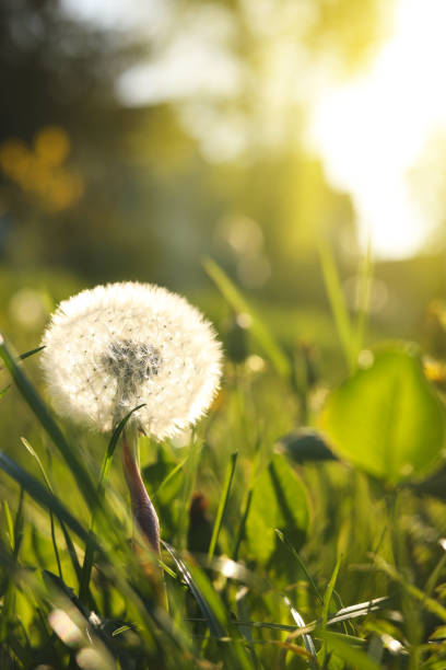 istock Beautiful fluffy dandelion in bright green grass on sunny day, closeup. Space for text 1464486577