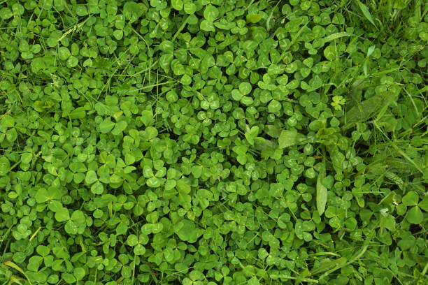 istock Beautiful green clover leaves and grass with water drops, top view 1464486722