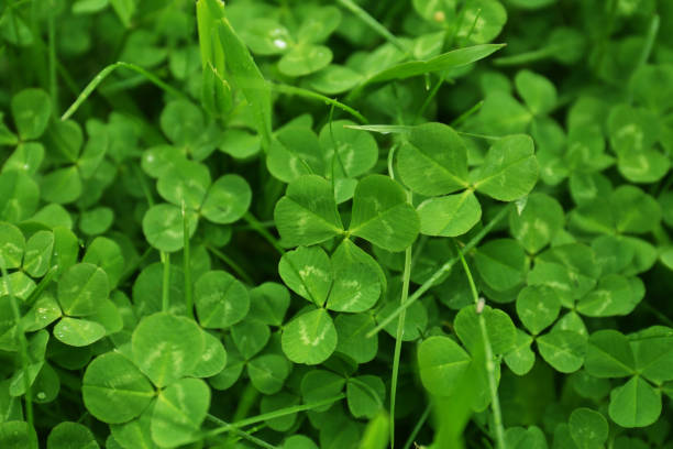 istock Beautiful green clover leaves and grass growing outdoors, closeup 1464486758