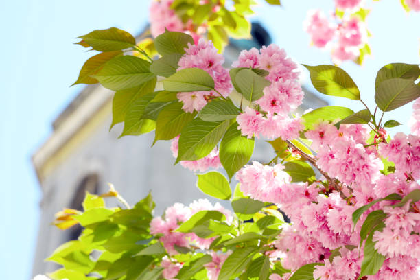 istock Beautiful sakura tree with pink flowers near building outdoors, closeup 1464487638