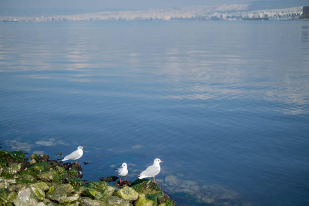 seagulls in Thessaloniki