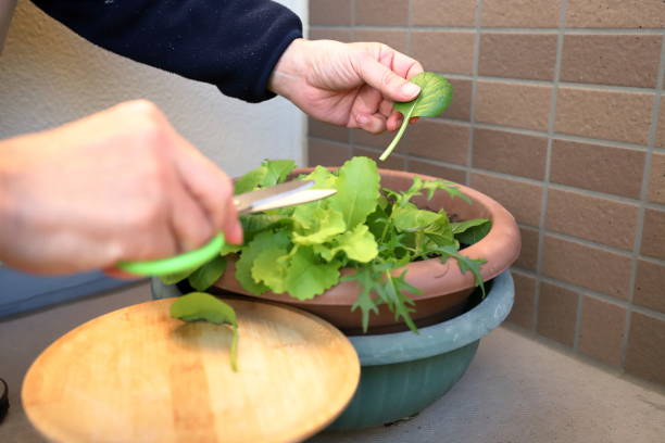 istock Harvesting lettuce in pots on the terrace 1464489065