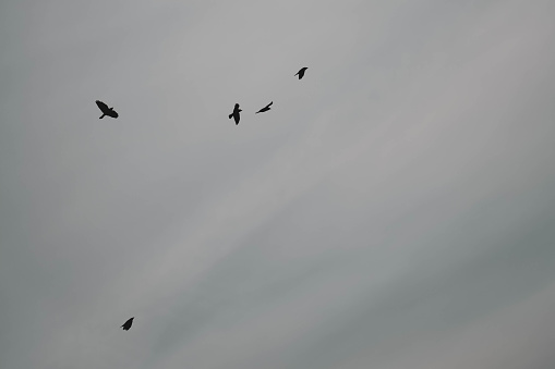 Crows photographed from below as they move across the sky. Peace, freedom and carefree. Wonders of nature and inspiration.