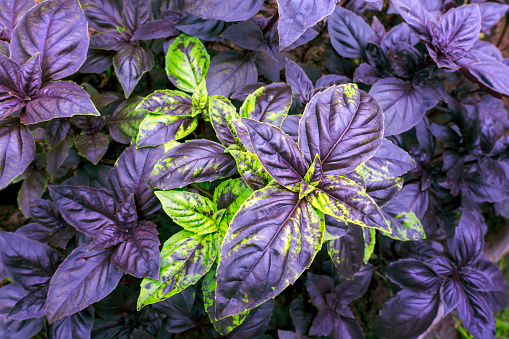 Mediterranean food: fresh organic basil plant in a pot shot on rustic wooden table. The composition is at the left of an horizontal frame leaving useful copy space for text and/or logo at the right. Predominant colors are green and brown. High resolution 42Mp studio digital capture taken with Sony A7rII and Sony FE 90mm f2.8 macro G OSS lens