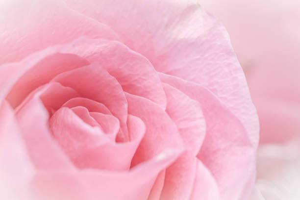 istock Pink rose flower. Macro flowers background for holiday design 1464494513
