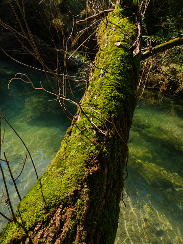 old mossy tree on the river