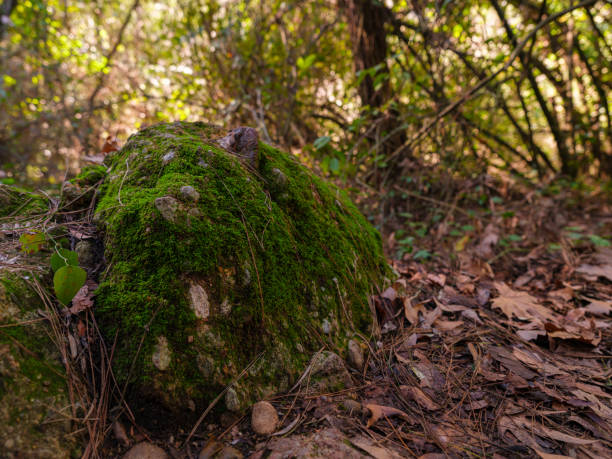 a beautiful mossy rock in the forest