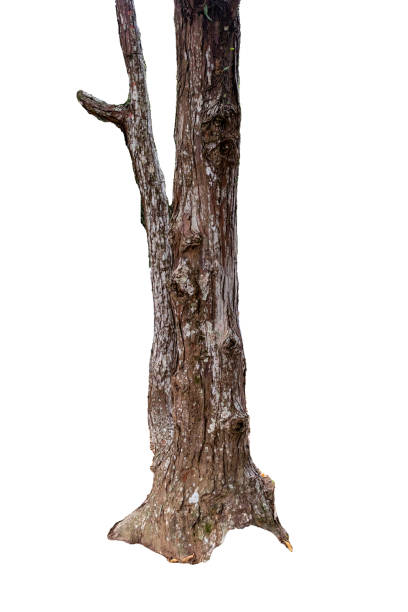tronco d'albero isolato - oak tree treelined tree single object foto e immagini stock